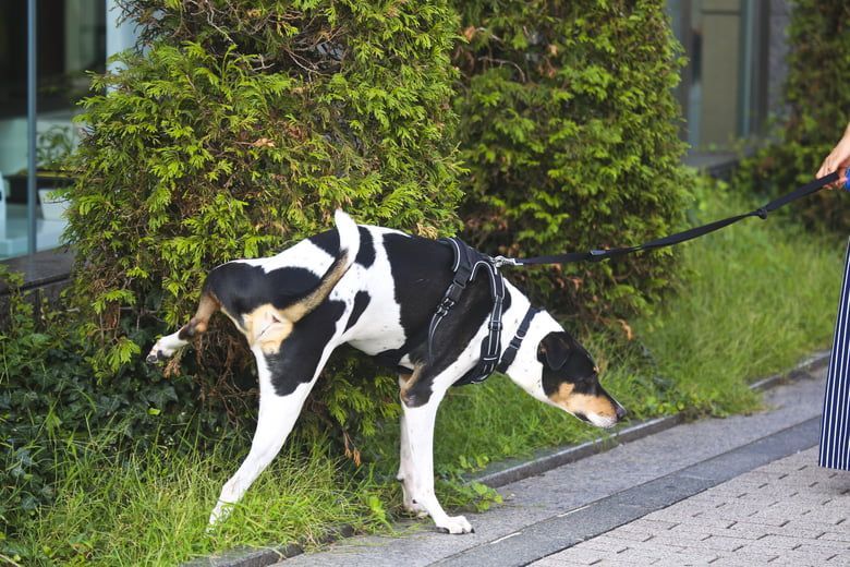 dog3