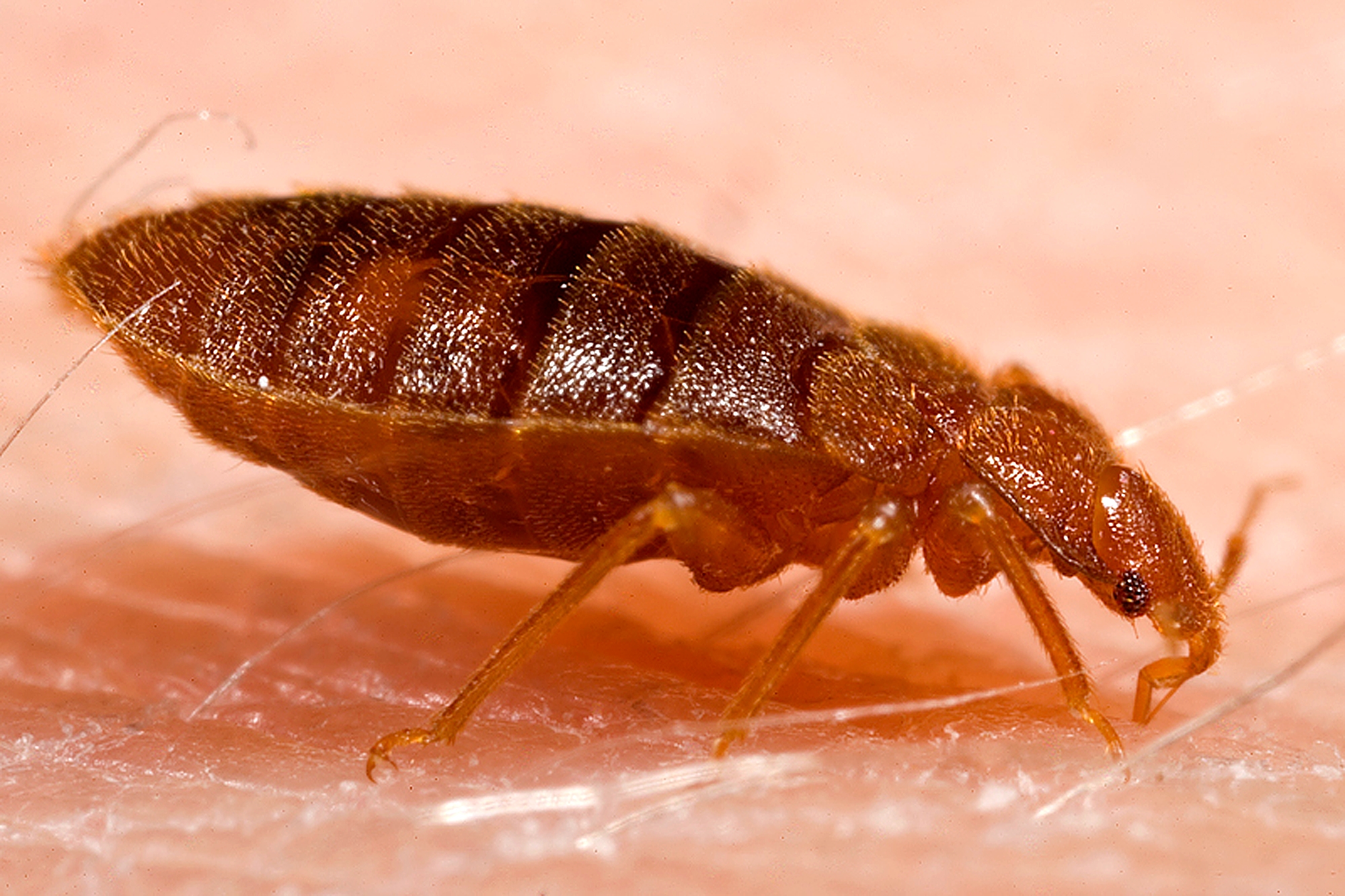 Dospělá štěnice domácí (Cimex lectularius), detail